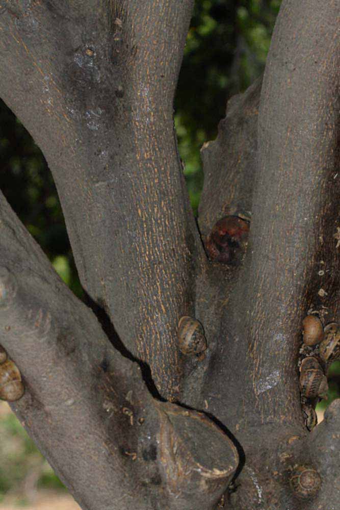            Bark (Riverside, CA)   